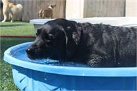 daycare pic 79 - pool time